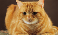 猫咪乳头变大是否怀孕的症状