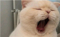 猫耳朵发炎什么症状