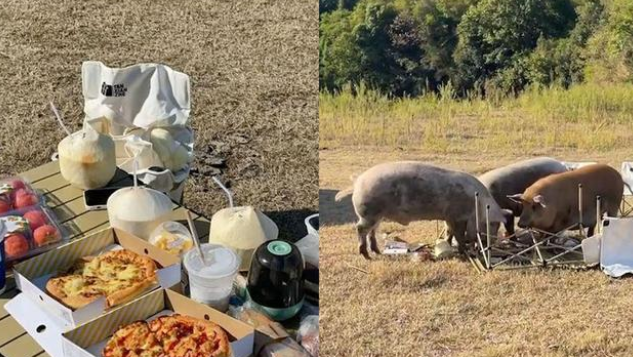 女子野餐中途拍照美食被3只猪炫光 网友:好美食被猪拱了 女子野餐中途拍照美食被3只猪炫光 网友:好美食被猪拱了