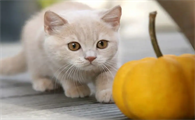 猫能吃杏吗为什么