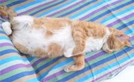 猫咪还在哺乳期可以驱虫吗
