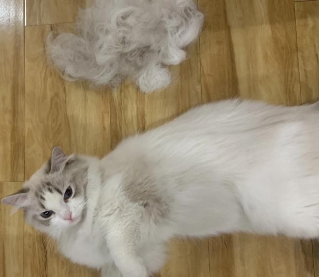 猫一直掉毛很严重什么原因引起的