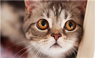 春天猫掉毛严重什么原因