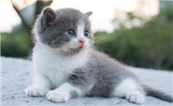 宠物猫多久打一次狂犬疫苗