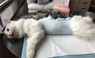 夏天适合给母猫做绝育吗