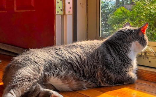 猫咪吃了塑料袋怎么办有事吗 猫咪吃了塑料袋怎么办有事吗
