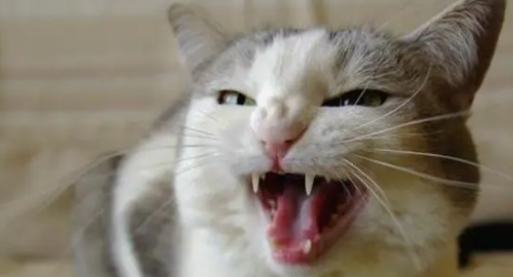 猫咪正常的牙龈应该是什么样的