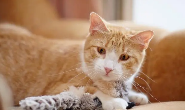 老猫掉牙吃什么食物最好 老猫掉牙吃什么食物最好