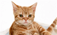 猫咪驱虫什么时候做最好