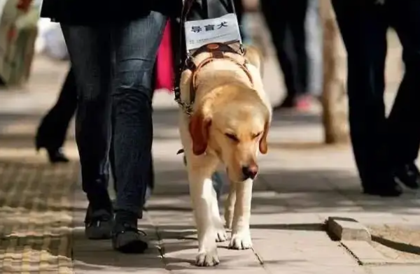 导盲犬不能离开主人吗 导盲犬不能离开主人吗