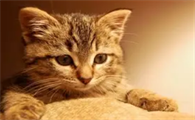 猫咪鼻子有点热但是精神很好正常吗