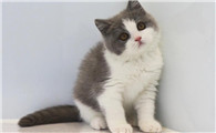 猫瘟怎么检查