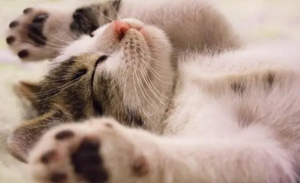 猫突然踩奶是什么意思