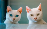 两个月大的猫可以剪爪子吗?