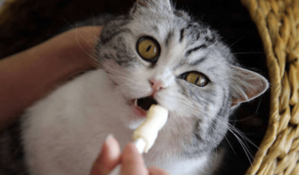 猫咪口腔溃疡吃什么药 猫咪口腔溃疡吃什么药