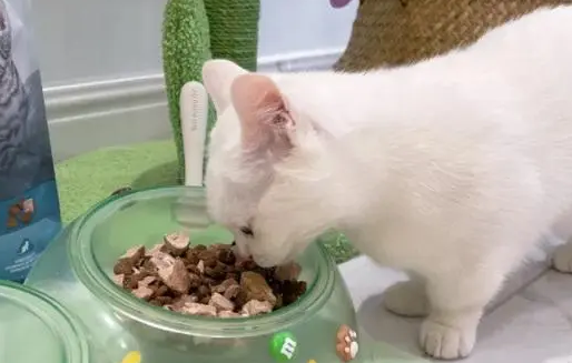 猫咪益生菌应该怎么吃