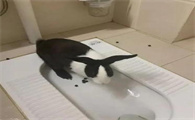 怎么教兔子上厕所