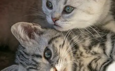 母猫绝育后会狂躁多久 母猫绝育后会狂躁多久