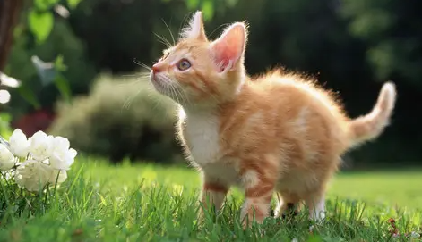 猫咪换牙期是什么时候 猫咪换牙期是什么时候