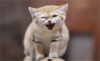 猫不拉屎会憋死吗为什么