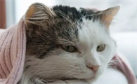怀孕的猫可以洗澡吗