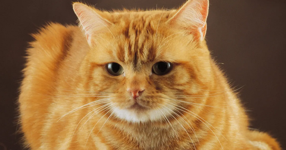 猫咪的安慰剂费洛蒙是什么?快来了解一下吧 猫咪的安慰剂费洛蒙是什么?快来了解一下吧