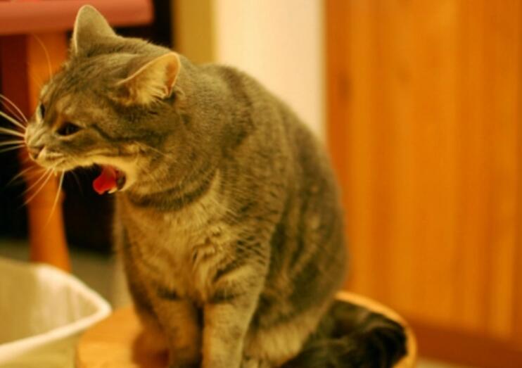 猫咪为什么呕吐 猫咪为什么呕吐