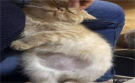 猫传腹会急剧消瘦吗