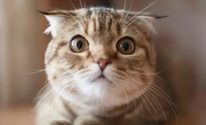 猫睡觉缩成一团怎么回事?可能是这几种原因 猫睡觉缩成一团怎么回事?可能是这几种原因