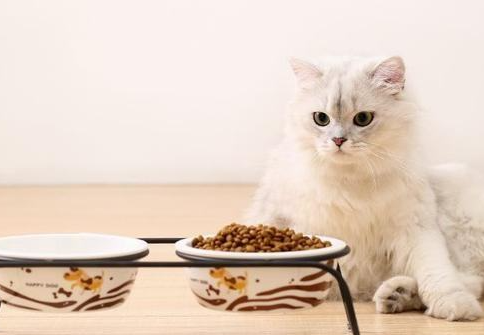 猫千万不能吃的东西有什么 猫千万不能吃的东西有什么