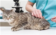 宠物猫用打疫苗吗