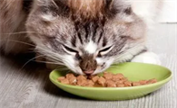 猫怎么吃生牛肉怎么处理方法