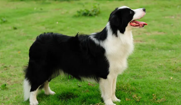牧羊犬的特点和性格，你了解多少？