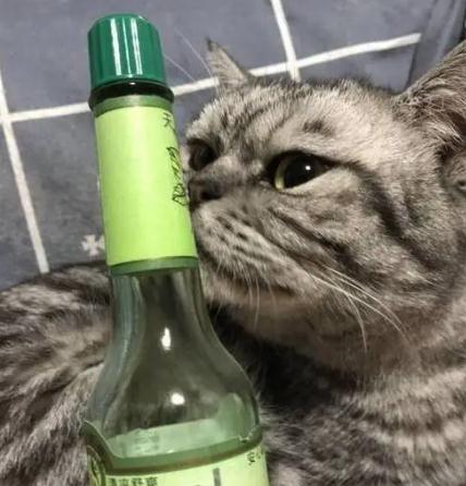 驱蚊花露水对猫咪有伤害吗 驱蚊花露水对猫咪有伤害吗