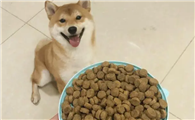 狗狗不吃狗粮怎么办