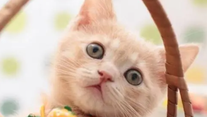 猫什么时候下小崽 猫什么时候下小崽