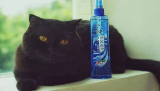 猫咪可不可以闻花露水的味道 猫咪可不可以闻花露水的味道
