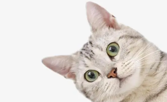 把猫咪关卧室外会伤心吗