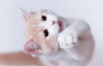 猫咪胡子被剪掉一半怎么办?这篇文章给你答案! 猫咪胡子被剪掉一半怎么办?这篇文章给你答案!