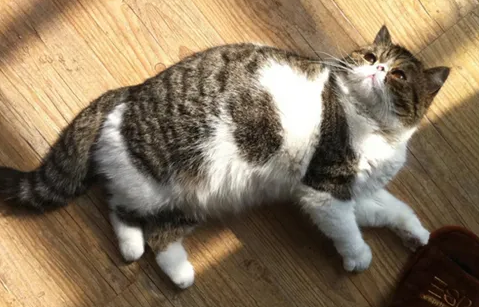猫咪怀孕要吃什么补充营养