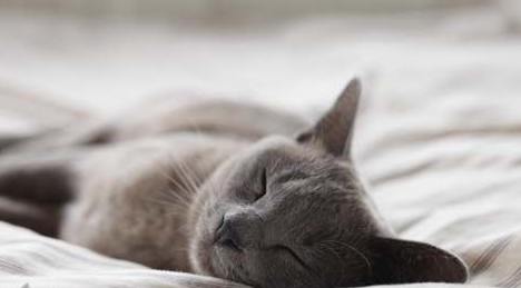 猫后腿一碰就疼的叫怎么回事