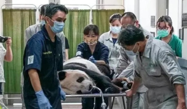 大陆赠台大熊猫“团团”健康状况不佳 岛内民众牵挂