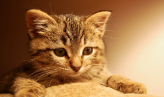 猫咪中耳炎症状有哪些表现