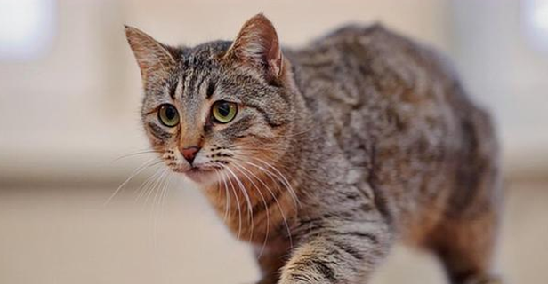 猫来新家叫了一整夜怎么办