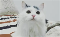 猫不听话可以打吗