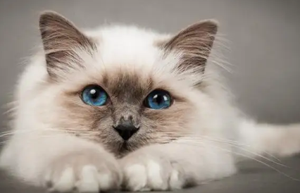 猫胰腺炎最有效的治疗方法是什么
