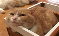 猫咪吃了驱虫药精神不好是怎么回事