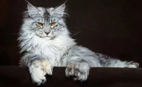 一文为你get缅因猫年龄体重对照表! 一文为你get缅因猫年龄体重对照表!