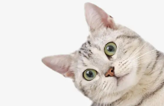 猫咪们都喜欢的逗猫棒,看这里 猫咪们都喜欢的逗猫棒,看这里