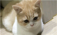 宠物猫会吃蟑螂吗